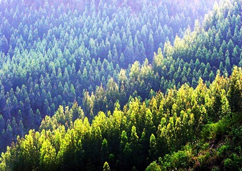 效率提升2倍！！广西立异手艺赋能让34.2万亩林地确权提速降本