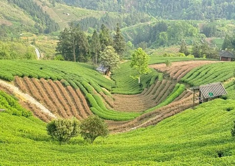 广西三江：：：下好墟落妄想“先手棋” 探索和美墟落“新样本”