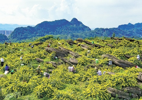 重庆秀山：：：一朵山银花，，绽放19亿元综合产值