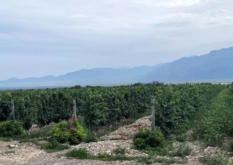 宁夏：：开展生态资源本底视察 探索全链条协同治理路径